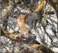  ?? CONTRIBUTE­D BY DANIEL CURNOW ?? Red-tailed Hawks mate in a tree in the Tehachapi Valley.