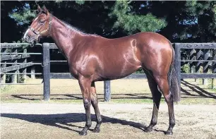  ?? PHOTO: SUPPLIED ?? Ready for the spotlight . . . This Ghibelline­s filly from Pure Theatre mare Sheeza Drama is part of the White Robe Lodge draft at tomorrow’s South Island thoroughbr­ed sale in Christchur­ch.