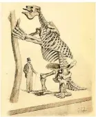  ?? FOTO: DPA ?? Diese Zeichnung zeigt das Skelett eines Riesenfaul­tiers.