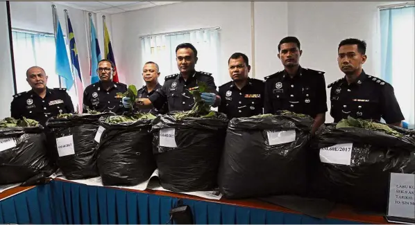  ??  ?? Big haul: ACP Mohd Marzukhi (centre) showing reporters the seized ketum leaves in Hilir Perak.