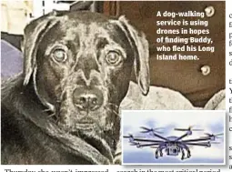 ??  ?? A dog-walking service is using drones in hopes of finding Buddy, who fled his Long Island home.