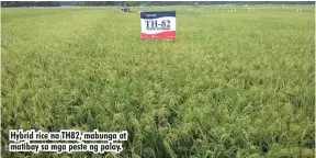  ??  ?? Hybrid rice na TH82, mabunga at matibay sa mga peste ng palay.