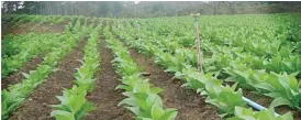  ??  ?? Tobacco farming season begins early next month