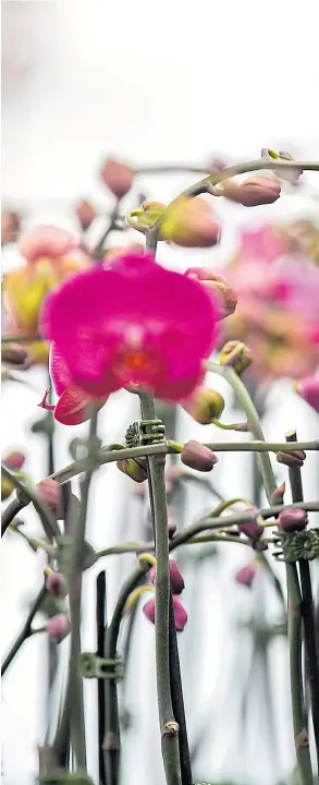  ??  ?? A riot of color greets visitors at Half Moon Bay’s family-owned nursery. Bay Area Orchids is a mecca for orchid lovers.