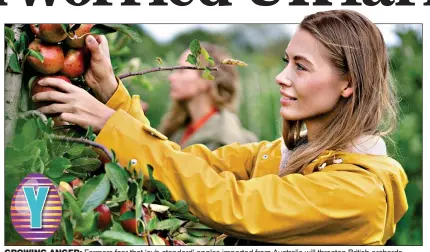  ?? ?? GROWING ANGER: Farmers fear that ‘sub-standard’ apples imported from Australia will threaten British orchards