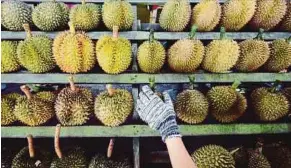  ?? SHAHNAZ FAZLIE SHAHRIZAL
PIC BY ?? Knowing more about durian’s DNA may help protect it.