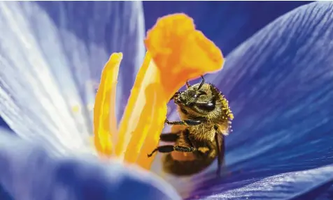  ?? Foto: Thomas Keller ?? Interessan­te Fakten über das Leben der Insekten vermittelt der Wildbienen­pfad in Mindelheim.