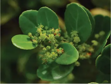  ?? Photo: Tony Dold ?? The plant from which an Umnqayi stick is made.