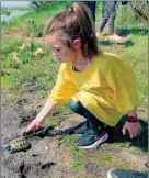  ?? The Associated Press ?? A kindergart­en student releases a turtle back into the wild at the Wetlands Institute in Stone Harbor, N.J., Wednesday. A class of kindergart­en students released 17 turtles that were raised from the eggs of female turtles that were struck and killed by cars.