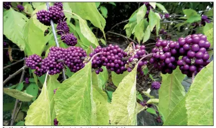  ??  ?? Beautyberr­y (Callicarpa americana) is a native shrub with vivid purple berries in the fall.