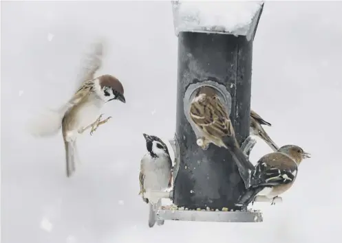  ?? PICTURE: LORNE GILL ?? 0 Severe winter weather – and especially the Beast from the East – has led to numbers of birds falling across Scotland