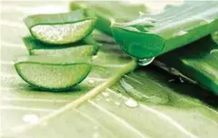  ??  ?? ALOE vera untuk menegangka­n kulit.