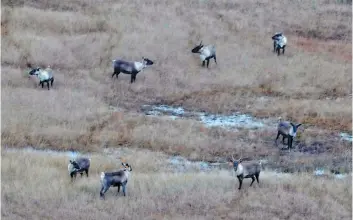  ??  ?? La harde de caribous de Val-d’or ne compte plus qu’une quinzaine d’individus.