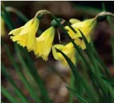  ??  ?? The daffodil is a flower for all gardens