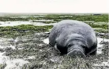  ??  ?? This manatee was one of two stranded when the sea was sucked out by a storm surge. Rescue serivce workers saved them.