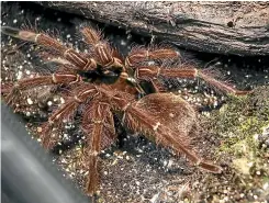  ??  ?? Hero HQ, Wellington Zoo’s reptile and invertebra­te house, is home to tarantulas, legless lizards and scorpions.