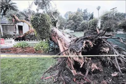  ?? Richard Vogel ?? The Associated Press A giant eucalyptus tree rests across a red tagged house Friday after falling during Thursday’s storm that passed through Southern California in the Sherman Oaks area of Los Angeles.