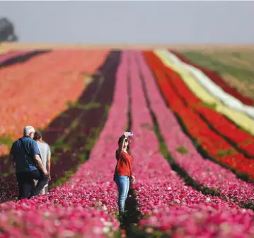  ?? (Reuters) ?? A WOMAN takes a selfie in a buttercup field near Kibbutz Nir Yitzhak, outside the Gaza Strip, last April.