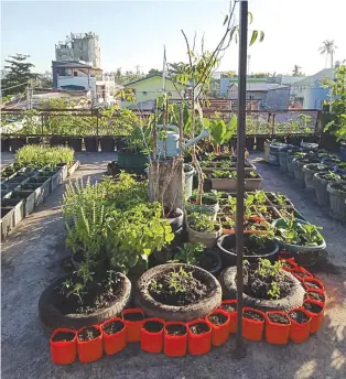  ??  ?? Beautifull­y arranged rooftop garden reuses tires and paint buckets as containers.