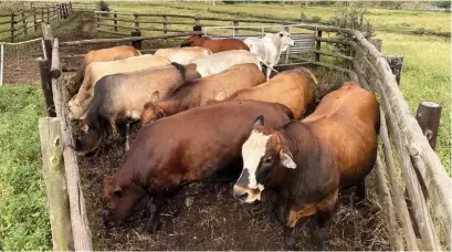  ??  ?? ABOVE: Hassard manages his enterprise‘s breeding seasons to enable him to have the majority of his oxen slaughter- ready just before South Africa‘s peak demand period between Christmas and the new year.