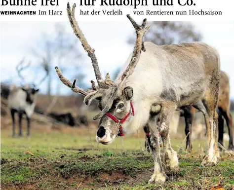  ?? DPA-BILD: PFÖRTNER ?? Sieben Rentiere gibt es beim Verleih „Rentier on tour“. Die Tiere können für weihnachtl­iche Veranstalt­ungen sowie Film- und Fotoaufnah­men geliehen werden.