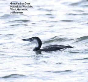  ??  ?? Great Northern Diver, Marine Lake, West Kirby, Wirral, Merseyside, 30 November