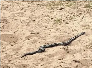  ?? Picture: Sarah Welsh ?? An adder which was spotted slithering through sand dunes near Pennard Castle in Swansea.