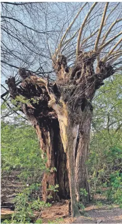  ??  ?? Vor 40 Jahren wurde diese Kopfweide von einem Blitz getroffen. Der Baum lebt trotz des Verlusts seines Stammes trotzdem weiter.