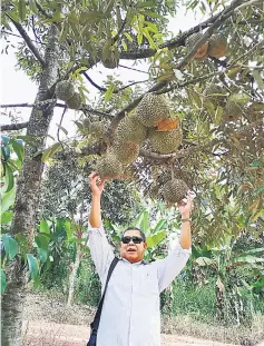  ??  ?? Nogeh attempts to reach the Musang King fruit in one of the durian orchards in Peninsular Malaysia.