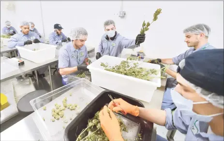  ?? Hearst Connecticu­t Media file photo ?? Workers at Advanced Grow Labs of West Haven, one of several growers in Connecticu­t that supply medical marijuana, in 2018.