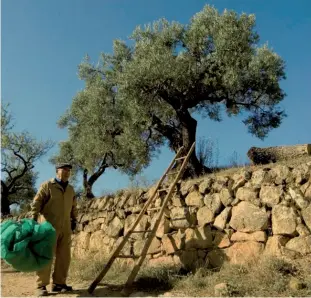  ??  ?? Esta zona tiene una larga tradición olivarera, donde el cultivo del olivo se remonta a cientos de años atrás.