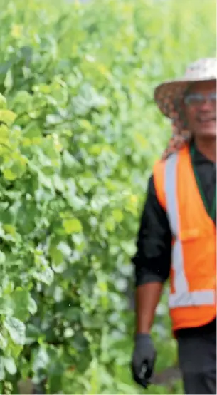  ?? SCOTT HAMMOND / FAIRFAX NZ ?? Thai Recognised Seasonal Employer workers at the Brancott Estate in Marlboroug­h.