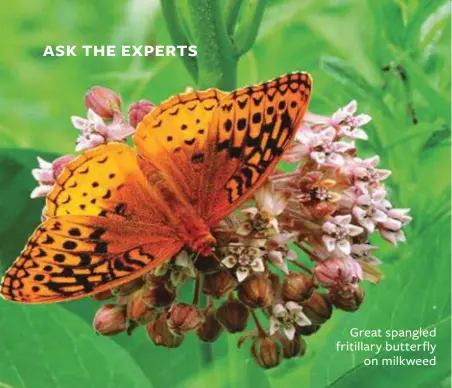  ??  ?? Great spangled fritillary butterfly on milkweed