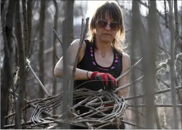  ?? BEN HASTY — MEDIANEWS GROUP ?? Sarah Kavage stands on a ladder and works on an “environmen­tal weaving” willow sculpture outside The Nature Place in Reading last week. Kavage spent a week at the site of Berks Nature on the project and is moving on to other locations in the region for environmen­tal works.