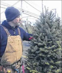  ?? FRAM DINSHAW/ TRURO NEWS ?? Jamie Chisholm’s Christmas trees were less adversely affected by the June frost and he still has plenty of stock to sell customers from the Sobeys parking lot just o  Prince Street.