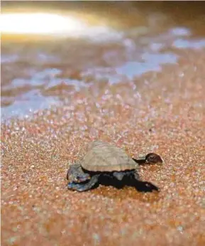  ?? FILE PIC ?? Pulau Upeh’s close proximity to the Klebang land reclamatio­n project site has degraded its once-pristine beach, robbing turtles of warm sand to nest and lay eggs.