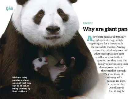  ??  ?? Mini me: baby pandas are born so small that they can be at risk of being crushed by their mothers.