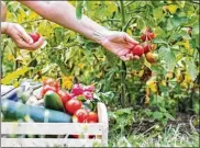  ?? GETTY IMAGES ?? Summer heat and long days make it a good time to indulge in a variety of fresh fruits and vegetables like berries, melons, sweet corn and tomatoes, among a wide range of plentiful produce.