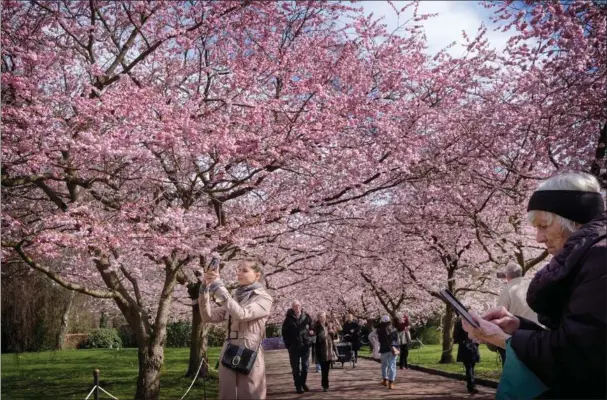  ?? ?? Japanske kirsebaert­raeer på Bispebjerg Kirkegård er blevet så populaere, at man nu har indført ensretning på den københavns­ke kirkegård. Foto: Jens Dresling/Ritzau Scanpix