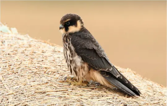  ?? ?? TWELVE: Juvenile Eurasian Hobby (Bowers Marsh, Essex, 31 August 2014). This lovely portrait captures well the slim, dainty proportion­s of this species. The dark-streaked underparts and pale ‘notch’ behind the ear coverts resemble those of the adult, but the slightly paler forehead and crown, grey cere, pale peach ‘thighs’, vent and undertail coverts and pale feather tips in the upperparts and upperwings all indicate that this is a juvenile