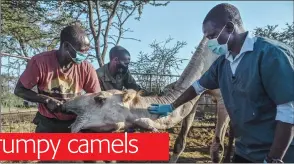  ?? Photo: Nampa/AFP ?? Tough task… Nelson Kipchirchi­r (right), a research associate and resident vet, draws blood from an artery in the neck of a female camel as she is held down by resident livestock handlers, at the Internatio­nal Livestock Research Institute (ILRI) ranch.