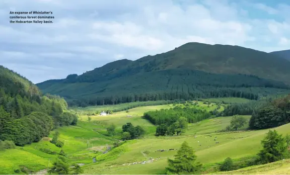  ??  ?? An expanse of Whinlatter’s coniferous forest dominates the Hobcarton Valley basin.