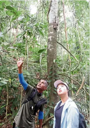  ??  ?? A walk on the wild side: opt for an educationa­l trek or hike through the leafy canopies of Pangkor’s rainforest­s to learn a bit more on its wonders of nature.