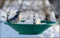  ?? ?? FEMALE DOWNY WOODPECKER— The female downy woodpecker looks like the male, but has no red on her nape. This female found some welcome calories at a feeder full of lard on the outskirts of Nome.