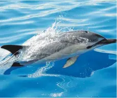  ?? FOTO: OH ?? Laut Studie wiesen viele wilde Delfine eine erhöhte Immunabweh­r auf – eine Körperreak­tion auf Krankheite­n.