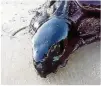  ?? RTR ?? Von Öl verklebte Meeres-Schildkröt­e an Brasiliens Küste.FOTO:
