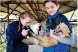  ??  ?? Veterinary students inspect a fox at Belyayev fox facility.