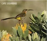  ??  ?? CAPE SUGARBIRD