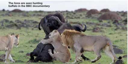  ?? ?? The lions are seen hunting buffalo in the BBC documentar­y