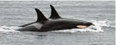  ?? Foto: Center for Whale Research via AP, dpa ?? Die Orca Mutter (vorn im Bild) hat sich von ihrem Kalb verabschie­det und jagt wieder zusammen mit anderen Artgenosse­n.
